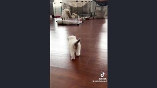cute cat(tiktok)