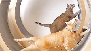 Cats Funny Videos, animal funny video