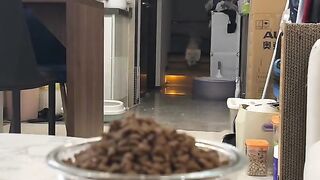 Cats Funny Videos