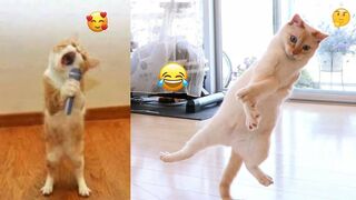 Cats Funny Videos