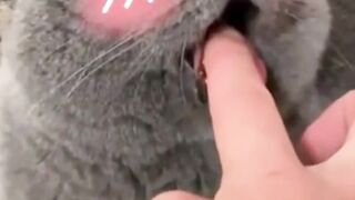 Funny and cute Animal clips
