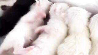New Funny Videos 2023 ???? Cutest Cats and Dogs ???????? Part 42