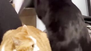 New Funny Videos 2023 ???? Cutest Cats and Dogs ???????? Part 39