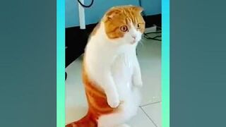The best funny animal videos,try not to laugh