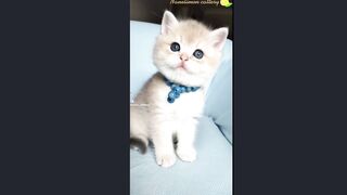 Cute cat