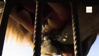 مشاهد لاتصدق في عالم الحيوان ...مدهش !!