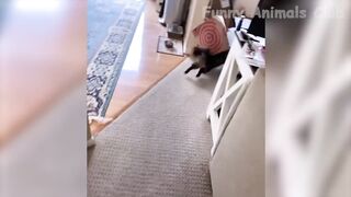 Funniest Animals Video - Best Cats???? and Dogs????