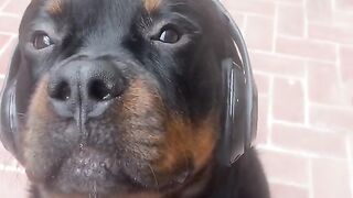 Cute dog funny video