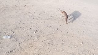 This is a nice looking tabby cat