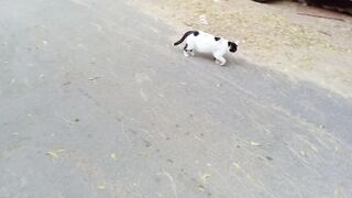 This stray cat looks so amazing animal in the world