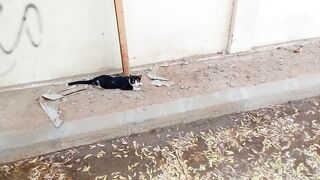 This is a glamarous stray cat with black and white color
