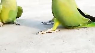 Parrots talking