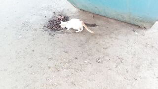 Amazing stray cat is eating food asmr