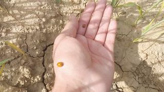 Lady bird