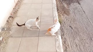 2 funny stray cats video Febspot
