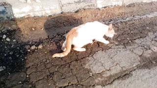 Awesome stray cat video