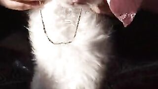 Cat funny video