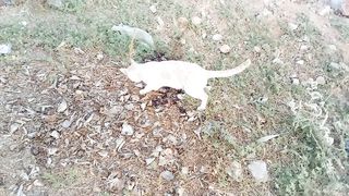 Cat eating asmr