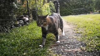 Did your cat follow you?