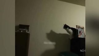 Funny animals