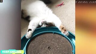 Funny animals mainly cats and dogs in the videos