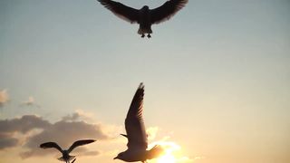 Birds