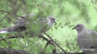 Beauty of birds