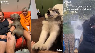 Funniest Husky Videos | Funny And Cute Dog Videos Compilation