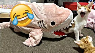 VERY FUNNY PETS, FUNNY CATS / CUTE ANIMALS