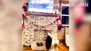 Funniest Dogs And Cats Videos ???? - Best Funny Animal Videos