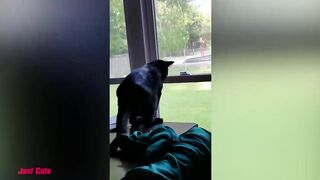 Essayez De Ne Pas Rire 1 Heure De Vidéos De Chats Les Plus Drôles #4 | Vidéos Drôles D'animaux