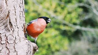 # Birds videos