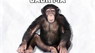 Funny monky