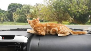 Obsessed with car