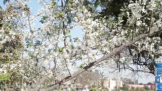 Plum flowers