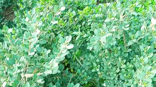 Common box plant