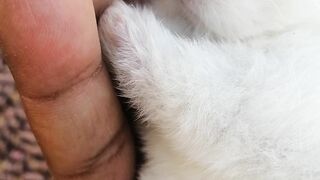 Cute bunny