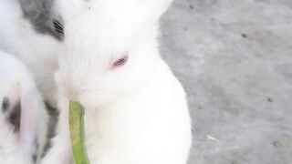 Bunnies