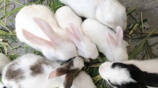 Pets rabbits