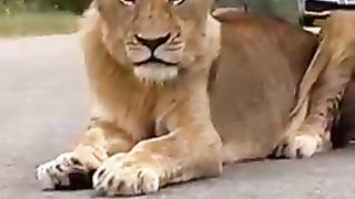Lion King