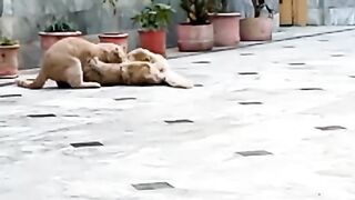 Cat Fighting