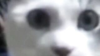 ????Try Not To Laugh???? Cat Doing Like Ahaa! Cat Funniest Video Cat Singing Ahaa#funnyanimals