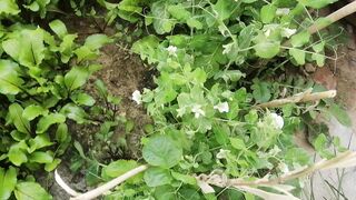 My kitchen garden
