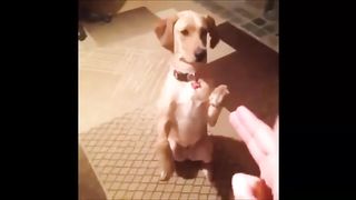 Funny Video - Funny Pets Compilation - Funny Cat - Funny Dogs