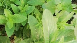 Kitchen garden