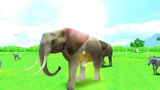 Animals and wildlife |kehidupan hewan di alam liar