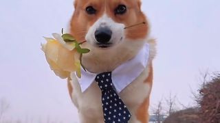 Dogs????????