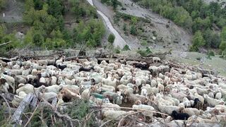 Mountain Animal goat.