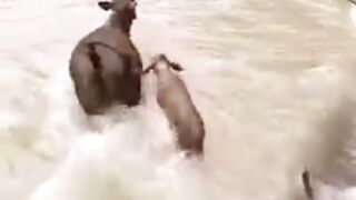 Nice video ???? you may like this ????