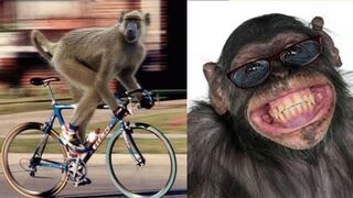 Monkey funny videos amazing animal video